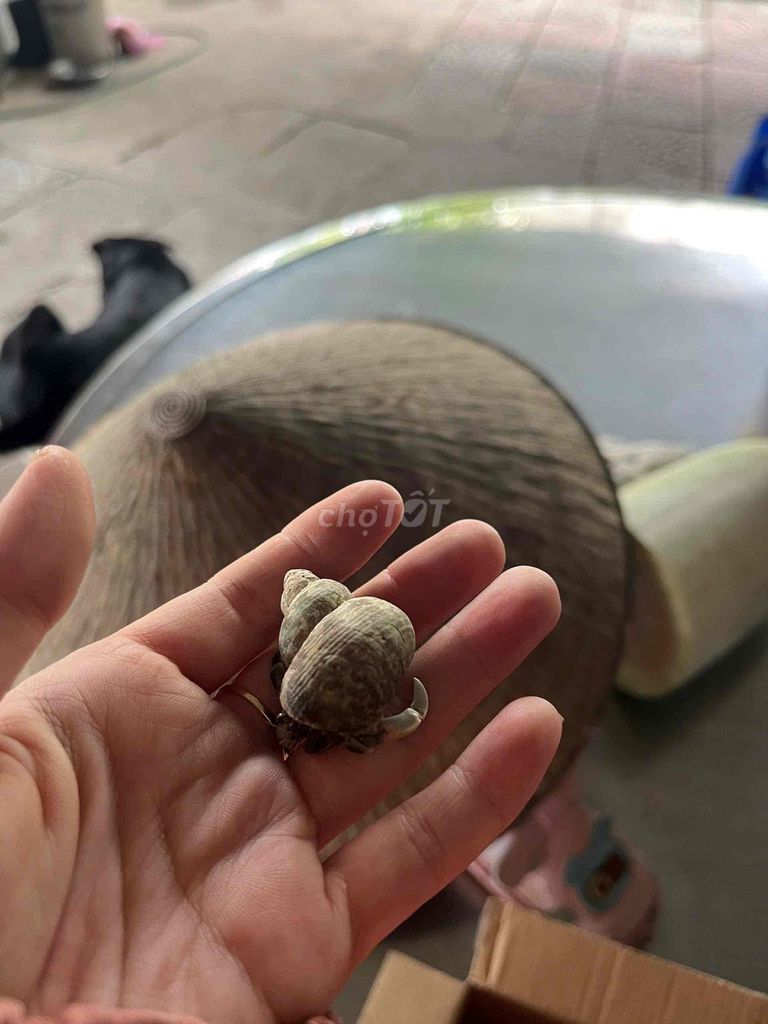 Ốc mượn hồn Nâu Vỏ ốc. Mua bán Thú cưng khác tại Quận Bình Thạnh Tp Hồ Chí Minh được đăng bởi Trang Nhỏ hình 1