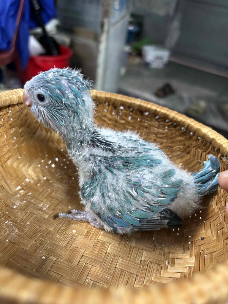 Chim cảnh Xanh dương Học nói giỏi. Mua bán Chim tại Quận Bình Tân Tp Hồ Chí Minh được đăng bởi tran khiem hình 1