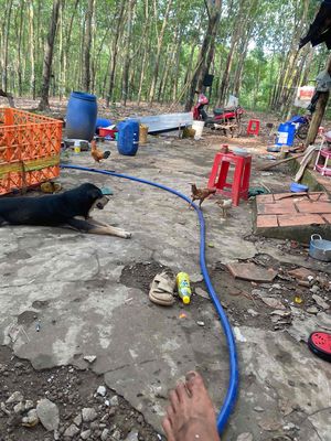 Gà tre lai rừng. Mua bán Gà tại Huyện Phú Riềng Bình Phước được đăng bởi May Nguyễn