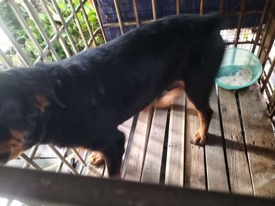 Rottweiler. Mua bán Chó tại Quận 7 Tp Hồ Chí Minh được đăng bởi Lâm