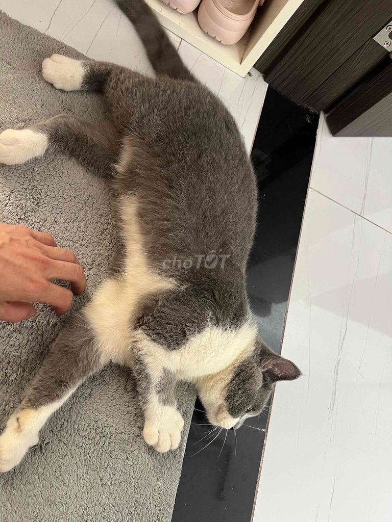 Mèo Anh đực 7 tháng. Mua bán Mèo tại Huyện Thanh Trì Hà Nội được đăng bởi Hưng Mai hình 1