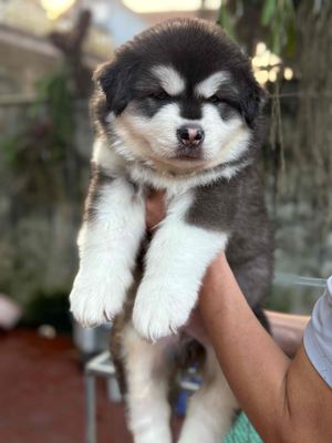 Chó Alaska Đen trắng hơn 50 ngày