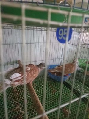 Cu thái tim trắng. Mua bán Chim tại Quận Bình Tân Tp Hồ Chí Minh được đăng bởi Gia dụng Sài Gòn 