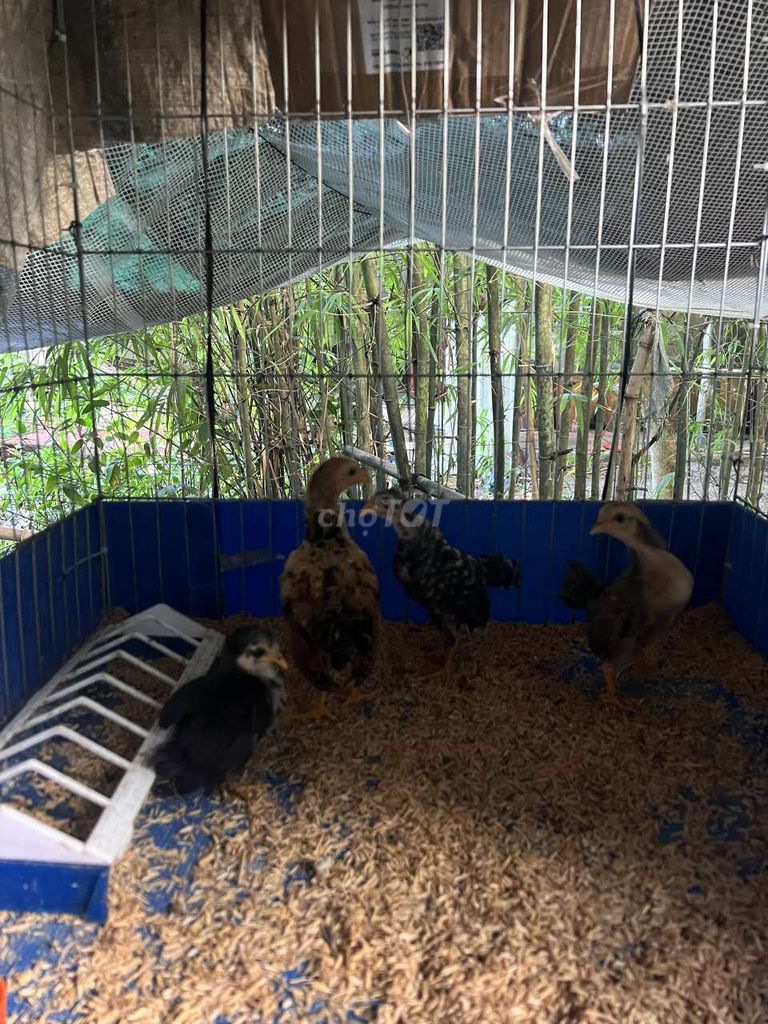 Gà tre 4 con Đa sắc. Mua bán Gà tại Quận Cái Răng Cần Thơ được đăng bởi ken nguyễn  hình 1