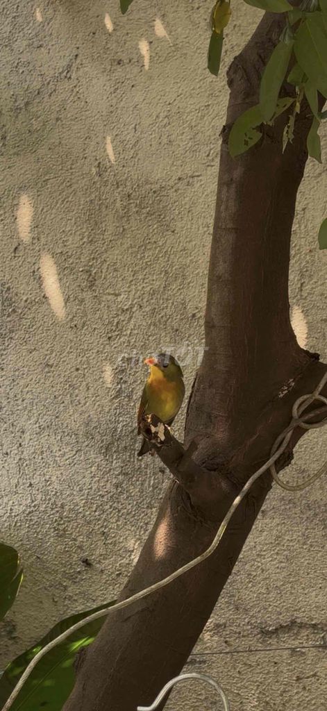 Chim mái Quế Lâm thuần. Mua bán Chim tại Quận Gò Vấp Tp Hồ Chí Minh được đăng bởi Khoa Trần hình 1