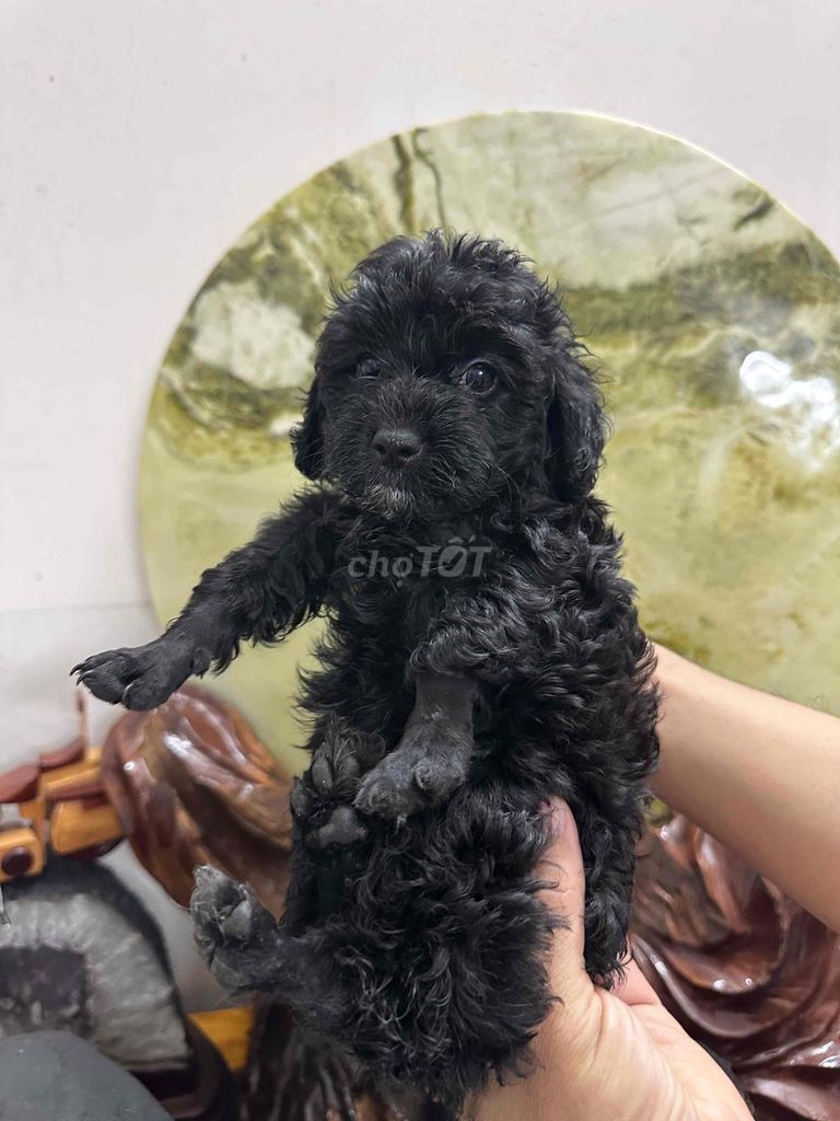 Bán poodle gần 1 tháng tuổi. Mua bán Chó tại Quận Ninh Kiều Cần Thơ được đăng bởi Kim Ngân hình 1