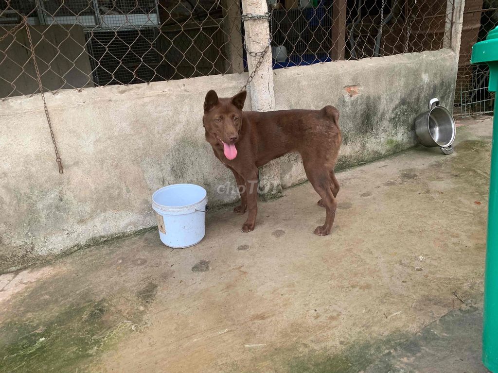 Chó Mông cộc Cái Nâu 5 tháng. Mua bán Chó tại Huyện Vũ Thư Thái Bình được đăng bởi Ngoc tân hình 1