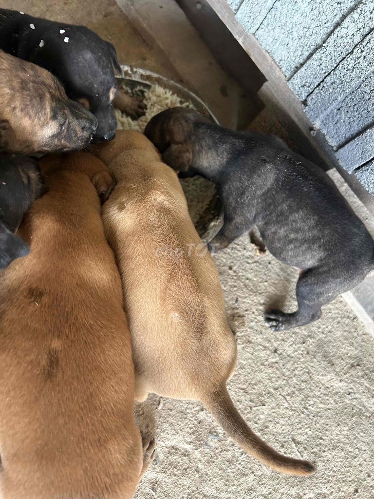 Chó Phú Quốc lai Rottweiler đã biết ăn. Mua bán Chó tại Huyện Chơn Thành Bình Phước được đăng bởi Thu Hồng hình 3