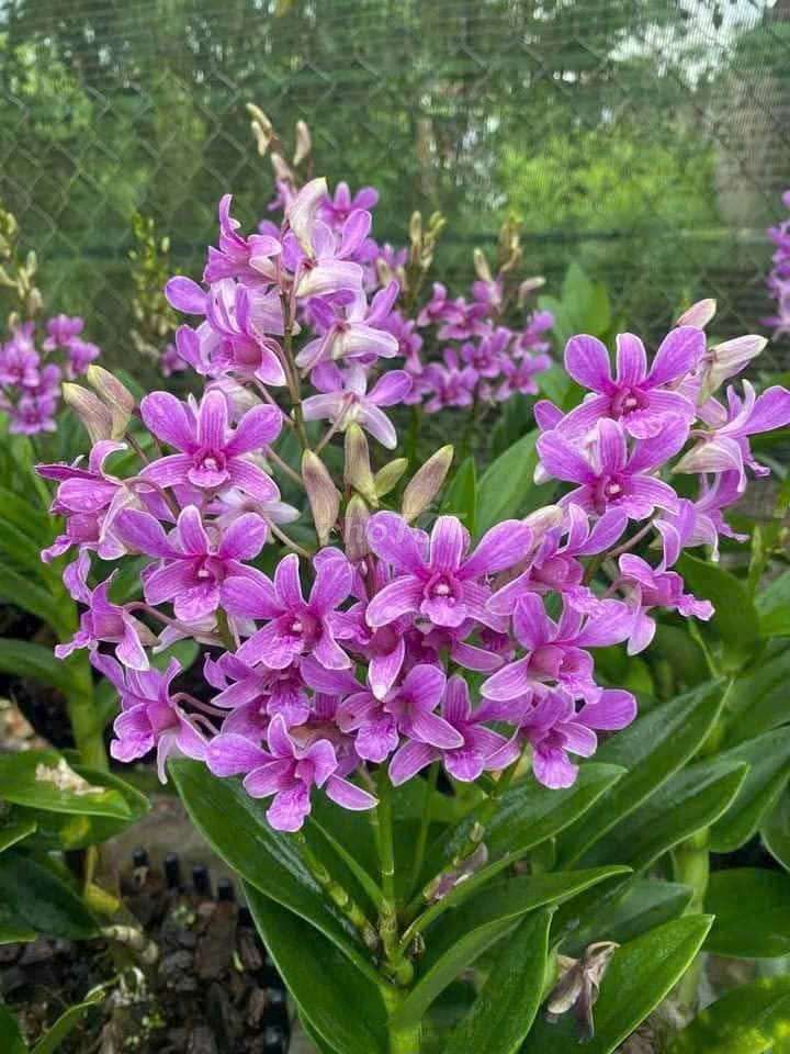 Cây cảnh Hoa lan Tím Thái Lan. Mua bán Cây cảnh, đồ trang trí tại Thành phố Bến Tre Bến Tre được đăng bởi Nguyễn Minh Hoàng  hình 1