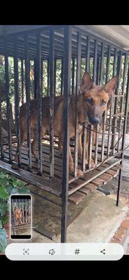 Chó Béc-giê Malinois đực trông coi