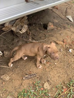 Pitbull 1,5 tháng cơ bắp cuồn cuộn. Mua bán Chó tại Thành phố Vũng Tàu Bà Rịa - Vũng Tàu được đăng bởi Trọng
