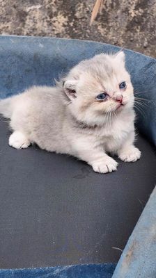 Mèo Munchkin Golden Bé