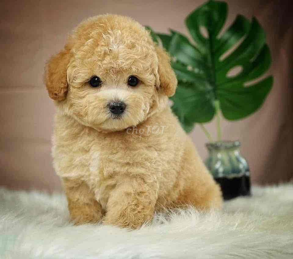 Chó Poodle Vàng kem thuần chủng. Mua bán Chó tại Thành phố Biên Hòa Đồng Nai được đăng bởi Nguyễn Thị Huỳnh Mai hình 1