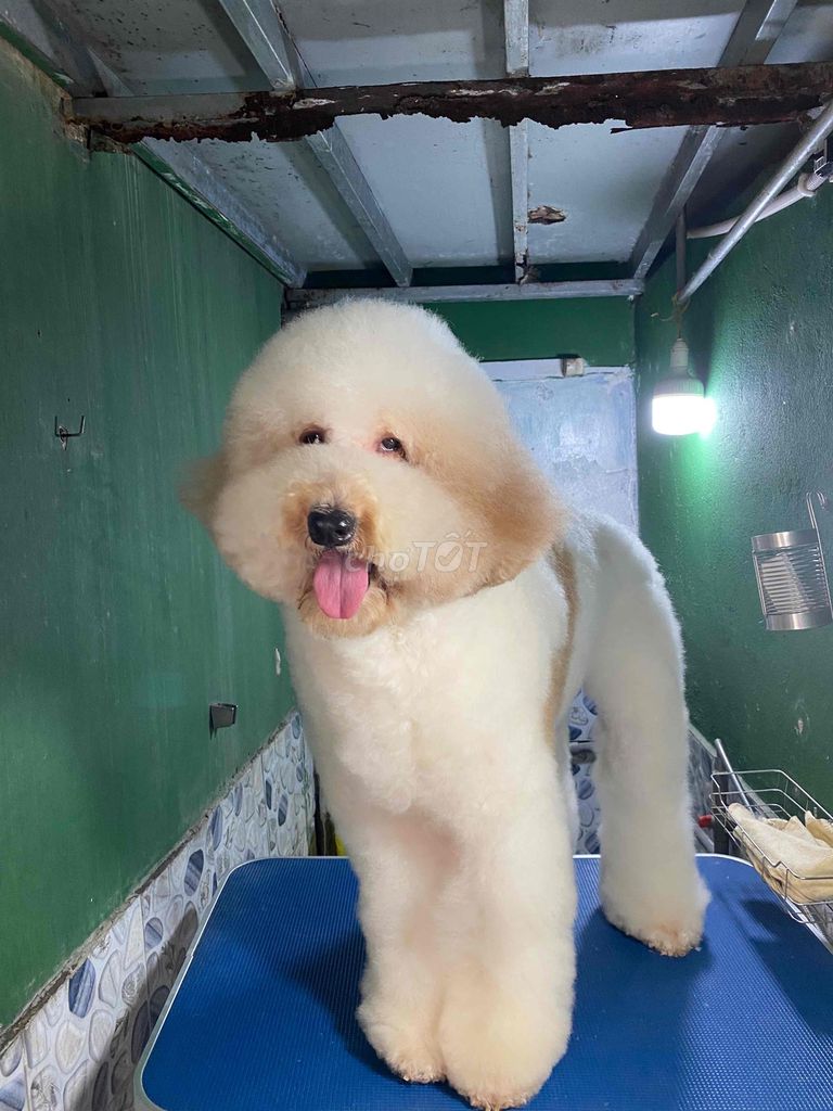 Cặp Standard. Mua bán Chó tại Quận 1 Tp Hồ Chí Minh được đăng bởi PET SHOP NẮNG hình 1