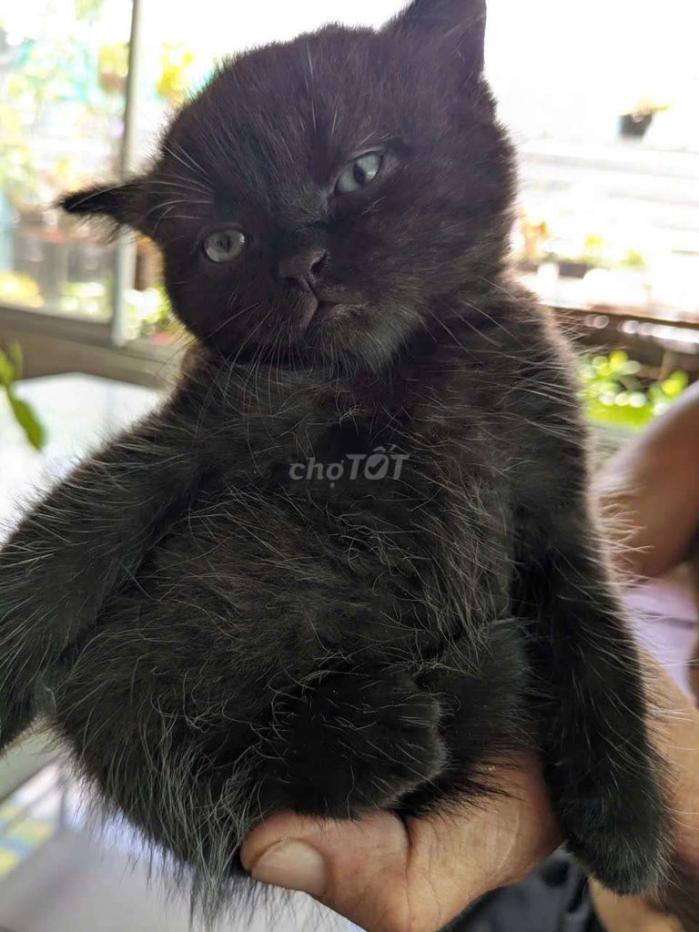 Mèo con  Anh 2 tháng Đen, Tam thể. Mua bán Mèo tại Huyện Hóc Môn Tp Hồ Chí Minh được đăng bởi Yen Kim hình 1