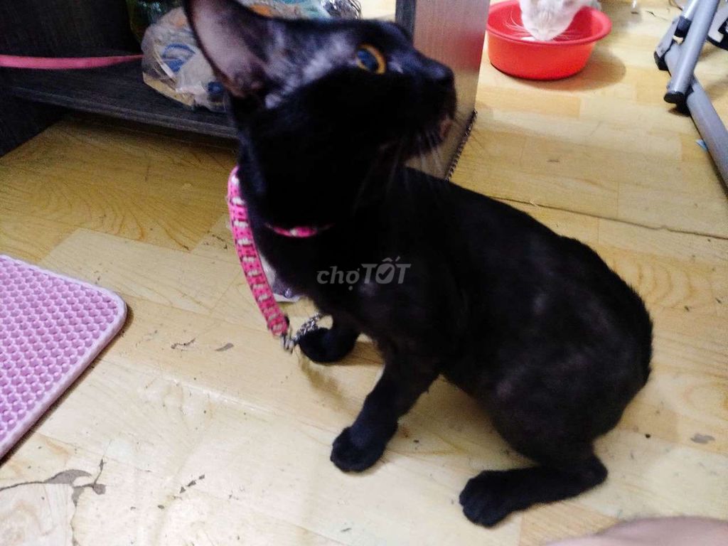 Gã cặp mèo anh lông ngắn trắng và đen