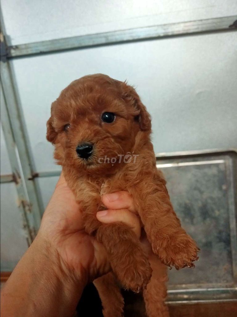 Chó Bichon Poodle nâu hơn 1 tháng. Mua bán Chó tại Huyện Krông Búk Đắk Lắk được đăng bởi minh quân hình 1