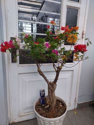 Chậu bông giấy nhiều màu gốc đẹp thân lớn. Mua bán Cây cảnh, đồ trang trí tại Quận Tân Bình Tp Hồ Chí Minh được đăng bởi Vườn Phố