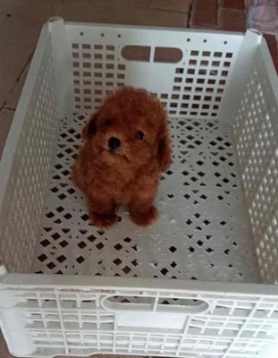 Poodle Thuần Chủng đã tiêm ngừa. Mua bán Chó tại Huyện Long Hồ Vĩnh Long được đăng bởi Nguyễn Quốc Bảo