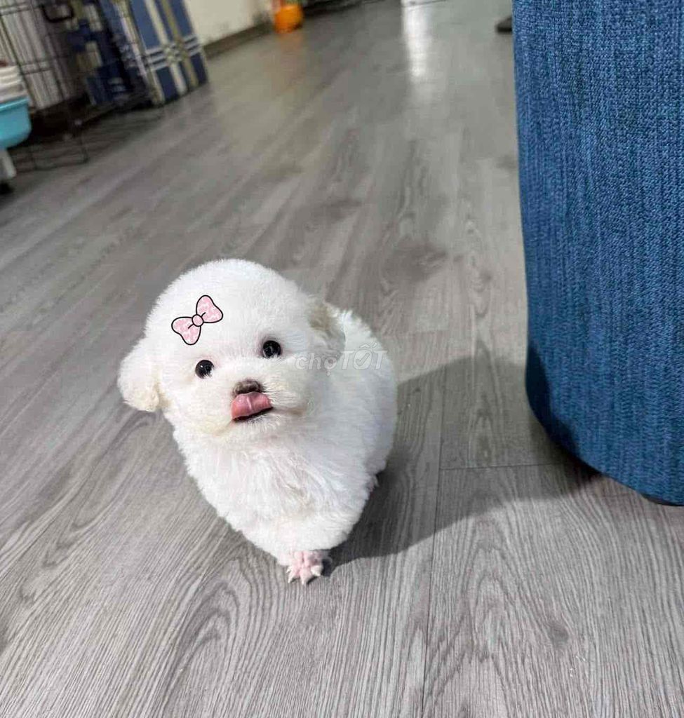 💕Poodle Xinh 💕 Từ 2 Triệu ạ. Mua bán Chó tại Quận Bình Tân Tp Hồ Chí Minh được đăng bởi Cậu Bé Bán Chó  hình 3