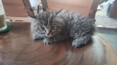 Gã gấp giá bèo Mèo Ald + Aln siêu quậy gần 2 tháng