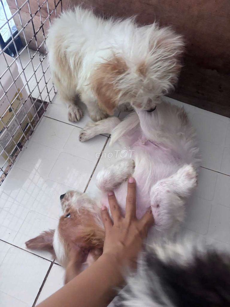 2 bé cún siêu cute cần ra đi gấp ạ. Mua bán Chó tại Huyện Bình Chánh Tp Hồ Chí Minh được đăng bởi Bảo Lộc hình 1