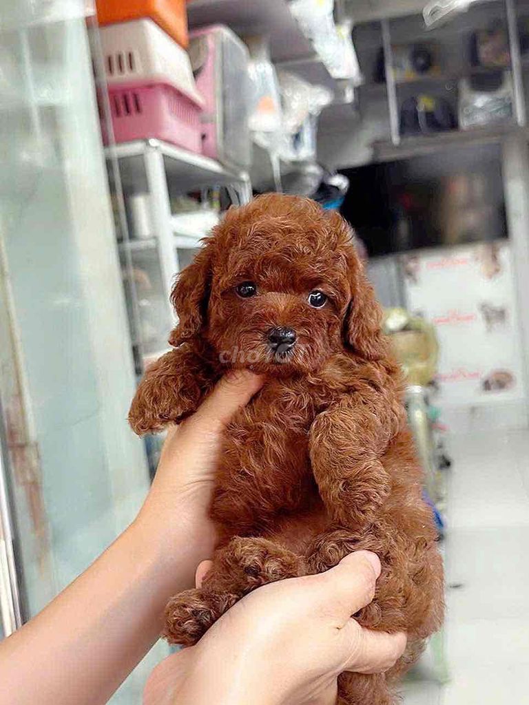 Chó Poodle nhỏ nâu đỏ chó con. Mua bán Chó tại Quận Bình Tân Tp Hồ Chí Minh được đăng bởi Nguyễn Đăng An hình 2