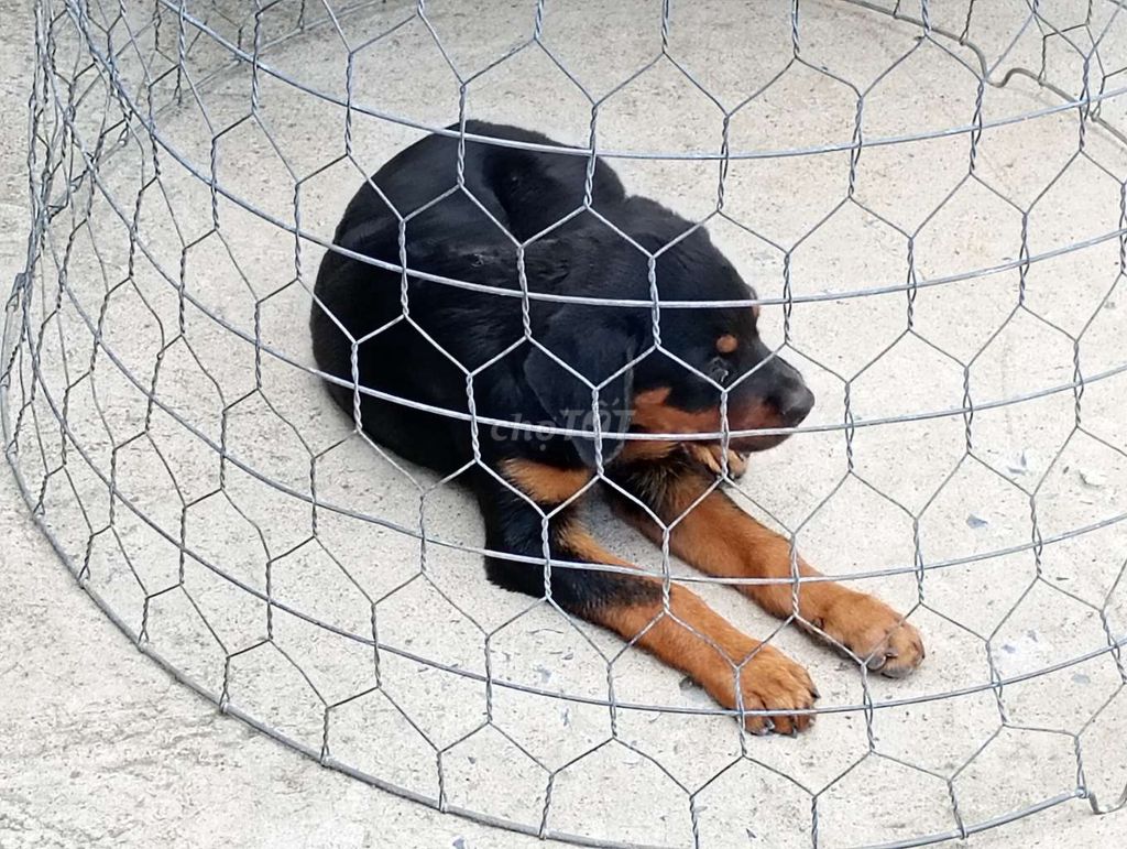 Chó Rottweiler Đen vàng 40-60kg. Mua bán Chó tại Huyện Hóc Môn Tp Hồ Chí Minh được đăng bởi Nhân Rottweiler  hình 1