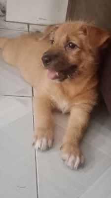 Gấu Lùn tìm ba mẹ
