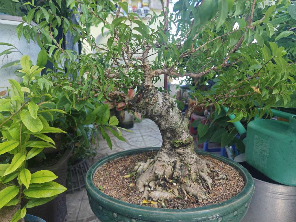 Cây cảnh MCT trung nu thuần châu hoành trên 30. Mua bán Cây cảnh, đồ trang trí tại Thành phố Long Xuyên An Giang được đăng bởi Phuoc Mac hình 1