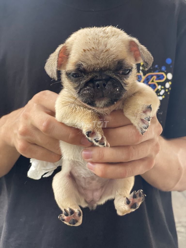 Pug Cái Nhà Nuôi + Tặng Lồng. Mua bán Chó tại Quận 8 Tp Hồ Chí Minh được đăng bởi Cao Trường Thịnh  hình 4