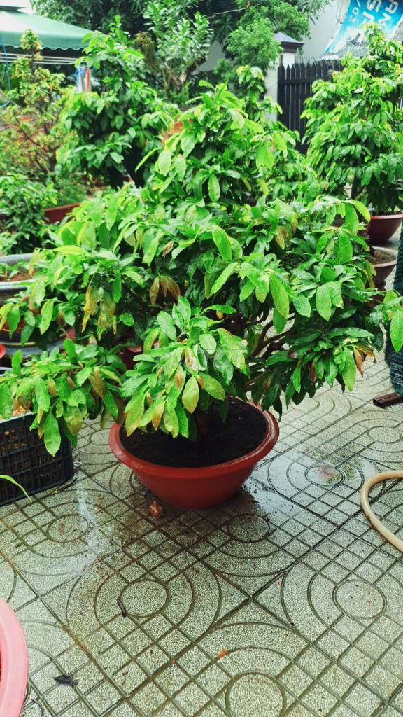 cây mai giảo zin  bông to tán tròn xanh mướt. Mua bán Cây cảnh, đồ trang trí tại Thành phố Thủ Đức Tp Hồ Chí Minh được đăng bởi vinhcaycanh hình 1