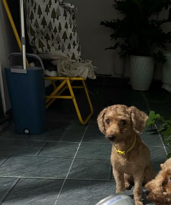 tìm chó. Mua bán Chó tại Thành phố Nha Trang Khánh Hòa được đăng bởi Huỳnh Hắc Lộc