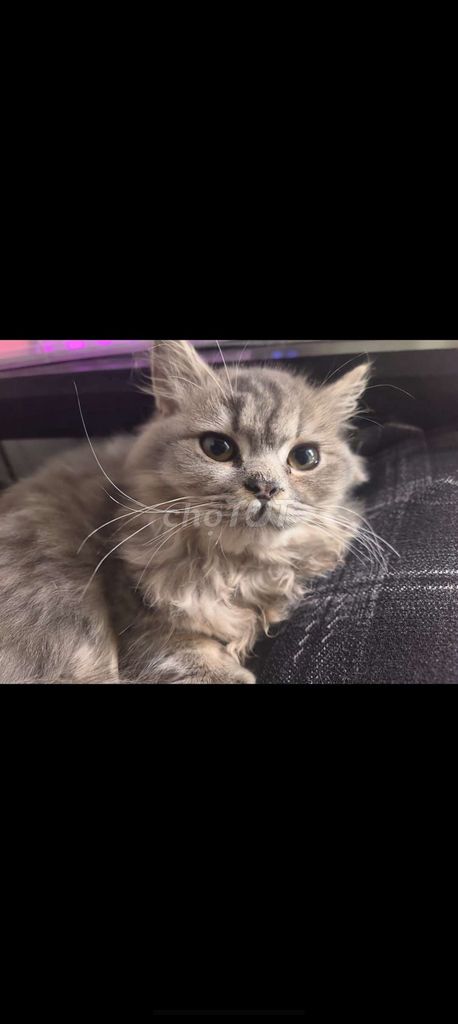 ALD xám. Mua bán Mèo tại Huyện Thanh Trì Hà Nội được đăng bởi Nam Vũ hình 1