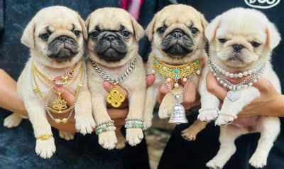 Chó Pug vàng cát cả hai