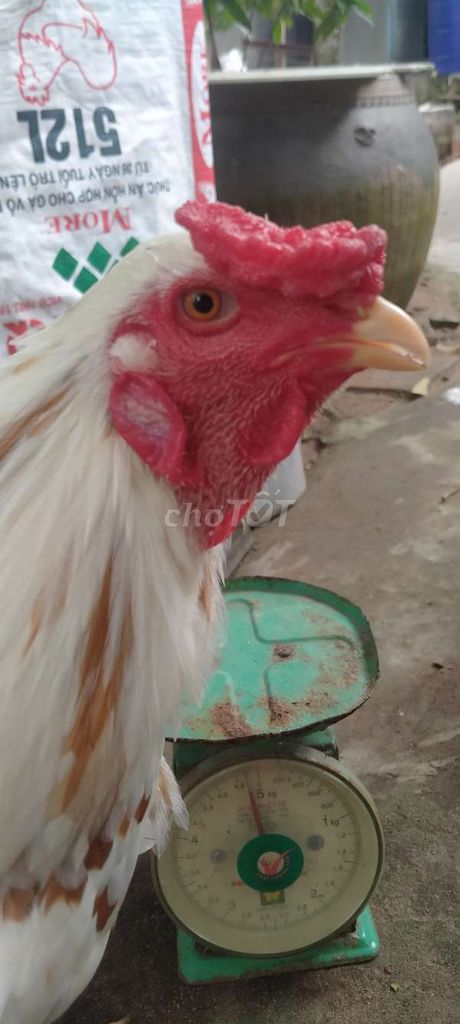 Gà chọi Đực 2.2kg Trắng nâu. Mua bán Gà tại Thành phố Cao Lãnh Đồng Tháp được đăng bởi ý gà  hình 1