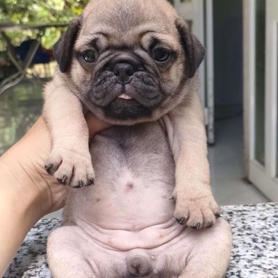 Pug mặt xệ ú tìm nhà mới. Mua bán Chó tại Huyện Giồng Trôm Bến Tre được đăng bởi Thi
