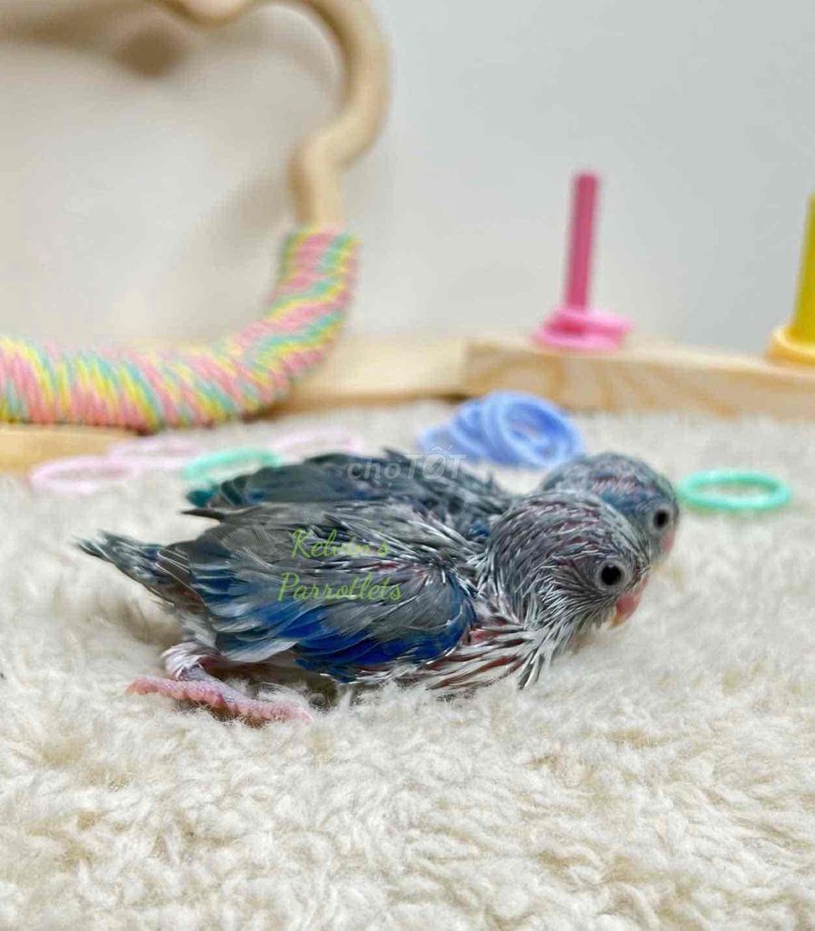 chim vẹt parrotlet màu vip