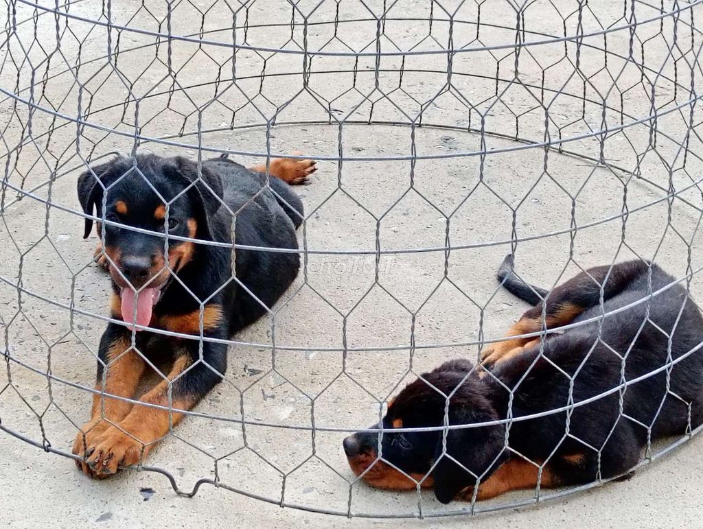 Chó Rottweiler Đức Đen vàng. Mua bán Chó tại Thành phố Vũng Tàu Bà Rịa - Vũng Tàu được đăng bởi Nhân Rottweiler  hình 1