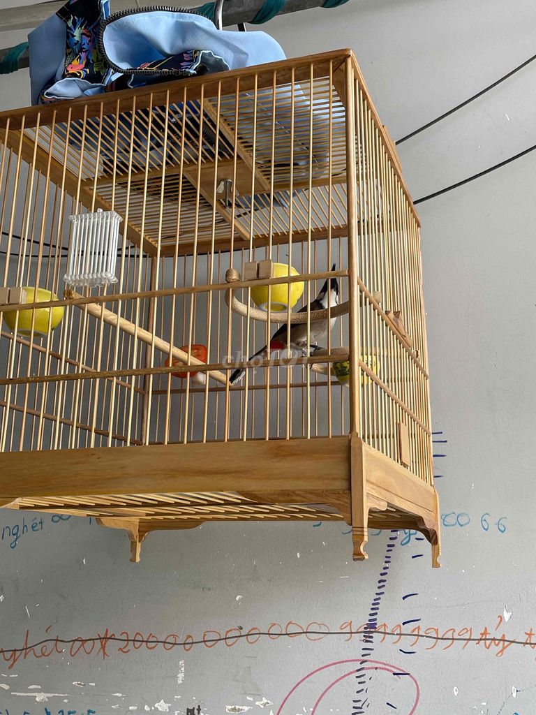 chim chào màu. Mua bán Chim tại Quận 12 Tp Hồ Chí Minh được đăng bởi Bé Bảo hình 1