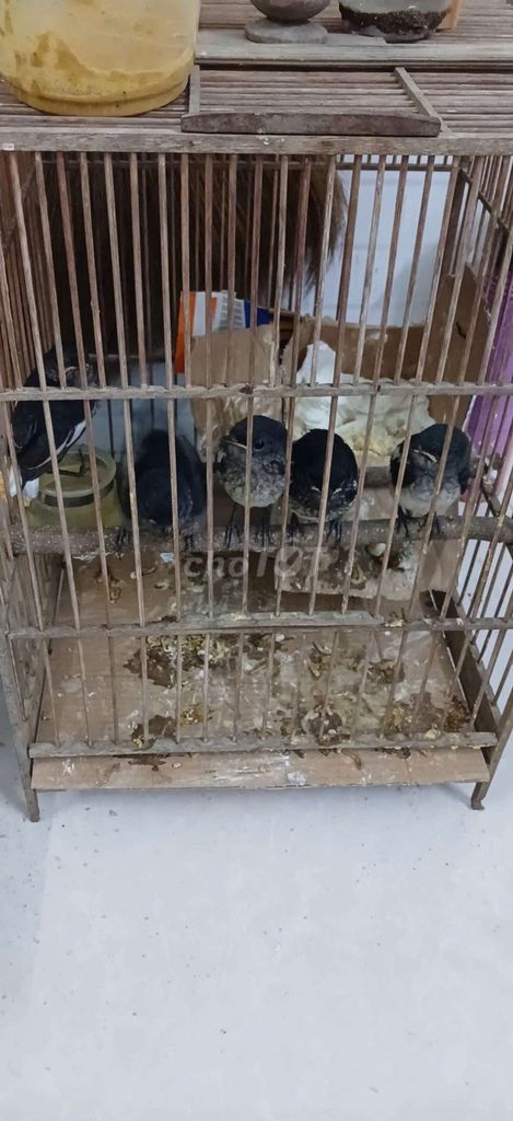 Chim non 5 con. Mua bán Chim tại Quận Cẩm Lệ Đà Nẵng được đăng bởi Mun hình 1