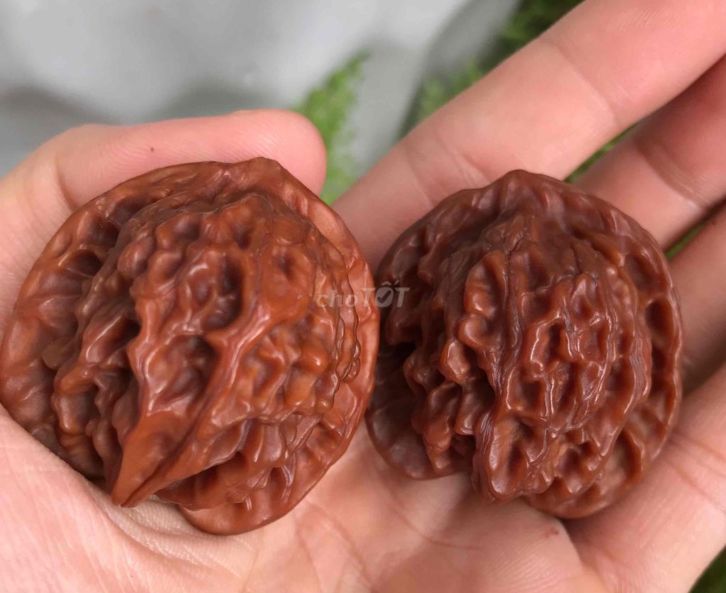 Hồ đào cảnh Đỏ nâu vân sâu. Mua bán Cây cảnh, đồ trang trí tại Quận 11 Tp Hồ Chí Minh được đăng bởi Tony Phạm hình 1