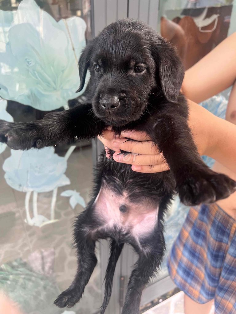 Chó Labrador con dưới 5 tháng