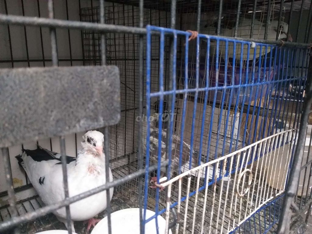 Chim bồ câu Trống mái Trắng Đen. Mua bán Chim tại Quận Gò Vấp Tp Hồ Chí Minh được đăng bởi Thieu minh hoang hình 1
