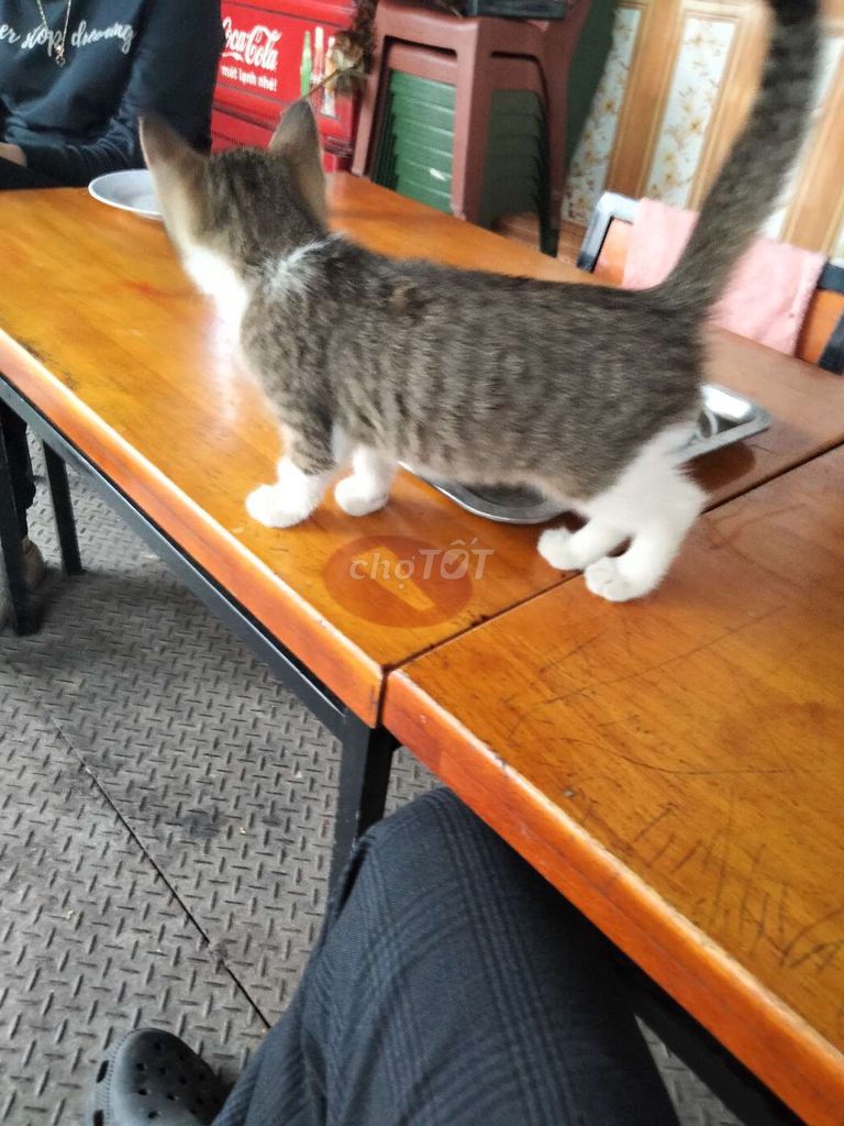 Mèo Đa sắc. Mua bán Mèo tại Quận Hoàng Mai Hà Nội được đăng bởi tran van tuyen hình 1