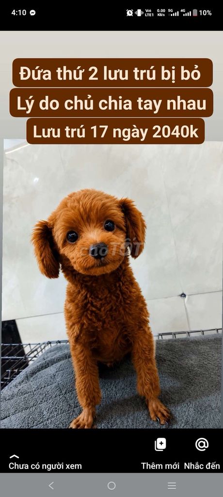 poodle nâu. Mua bán Chó tại Quận Cẩm Lệ Đà Nẵng được đăng bởi Không nhận Tin nhắn qua sim hình 1