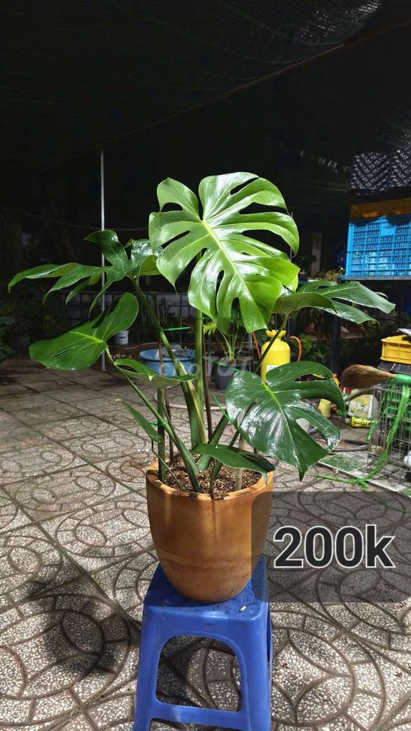 Cây cảnh Monstera chậu Đất nung. Mua bán Cây cảnh, đồ trang trí tại Quận Cái Răng Cần Thơ được đăng bởi gia dụng rẻ  hình 1