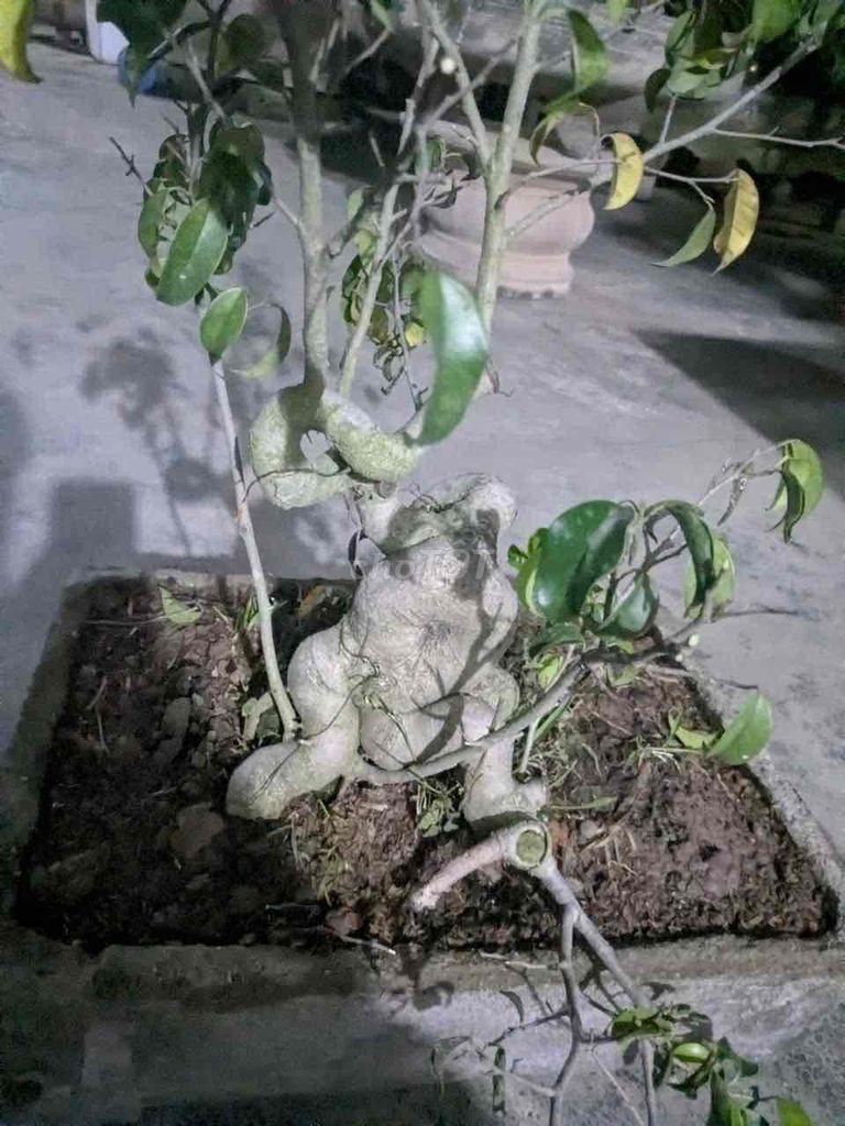 Cây cảnh Sanh Nam Điền Già quái. Mua bán Cây cảnh, đồ trang trí tại Huyện Ý Yên Nam Định được đăng bởi Tuấn hình 1