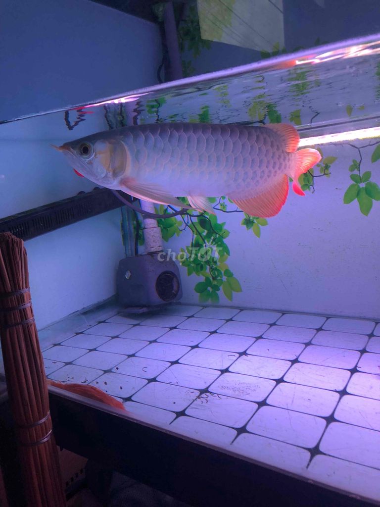 Cá rồng huyết long đỏ trên 30cm. Mua bán Thú cưng khác tại Quận Bình Tân Tp Hồ Chí Minh được đăng bởi viet my hình 1