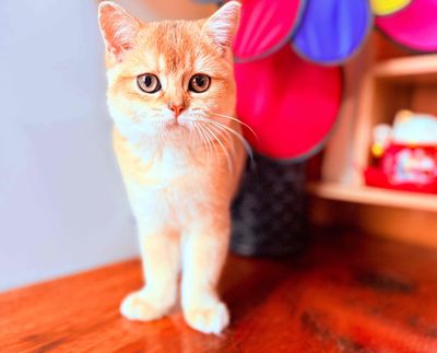 Mèo Golden cái 4 tháng